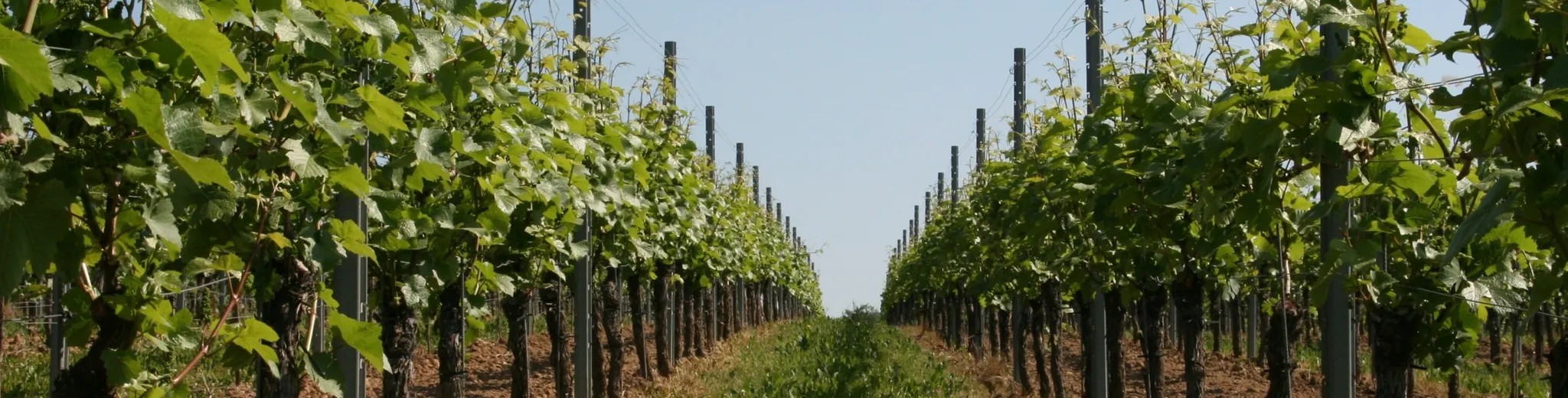 Weinberge des Weinguts EMS-POST im Rheingau