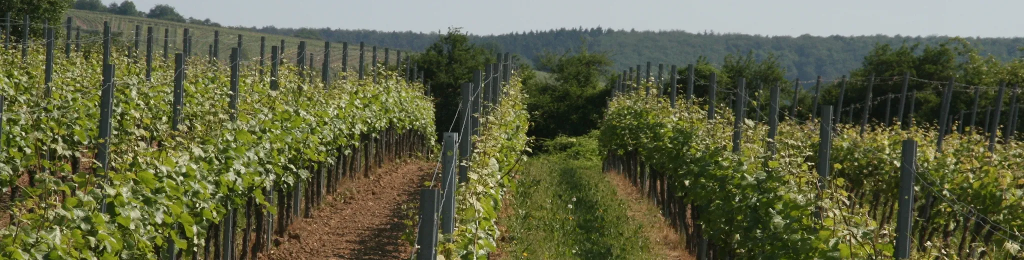 Weingut EMS-POST — moderne Weinberge im Rheingau